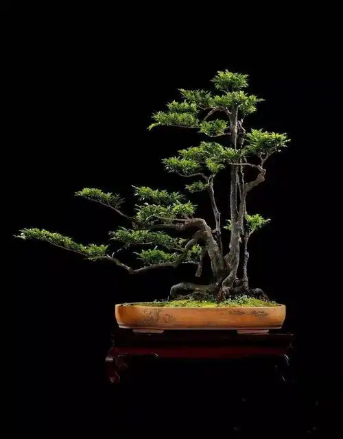 黑骨茶盆景怎么修剪