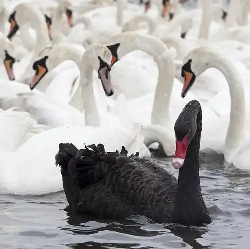 黑天鹅闯入白天鹅栖息地危险重重