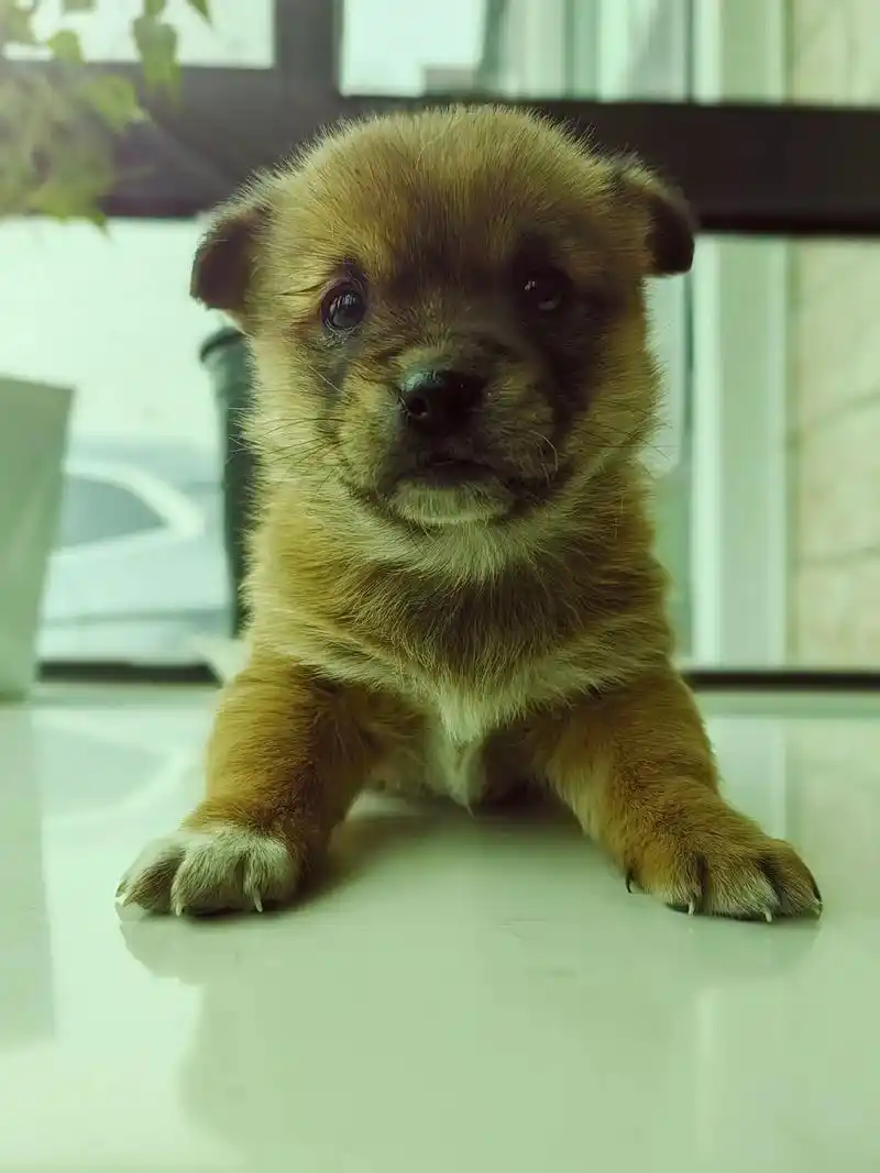 这样的小奶狗谁不爱 #呆萌呆萌 欢迎小满到家939393 - 抖音