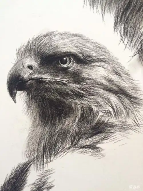 动物素描图片动物素描图片简单