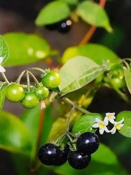 法官文苑野葡萄
