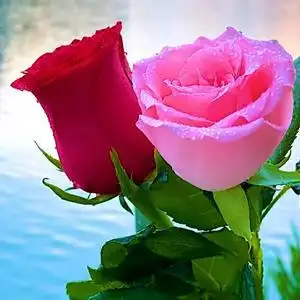 带剌的玫瑰头像