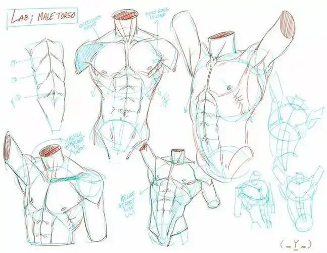 教你画出像兄贵一样结实的肌肉男性人体比例基础绘画教程