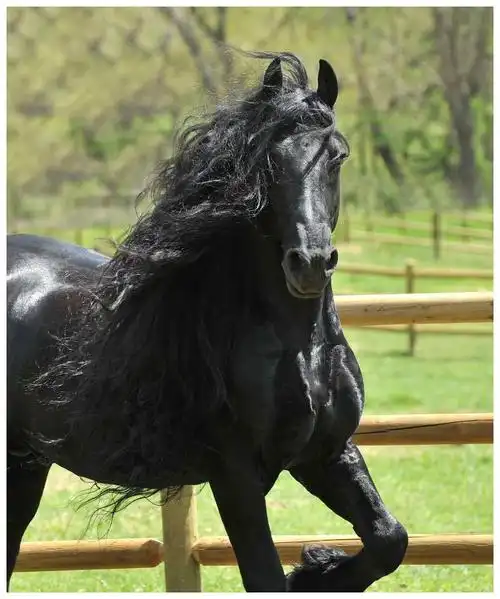 飘逸长发收编一票女粉丝:比还我美|长发|腓特烈|黑马王子_新浪新闻