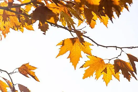 白色背景中,逆光中的法国梧桐树叶金灿灿的,热情似火