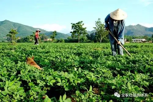 粮食过剩,最终农民背锅,是谁造成了中国农产品整体滑铁卢?