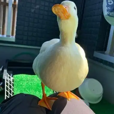 真实鸭子可爱图片头像