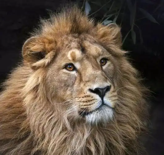 学术史上的奇文:怎样用数学抓狮子