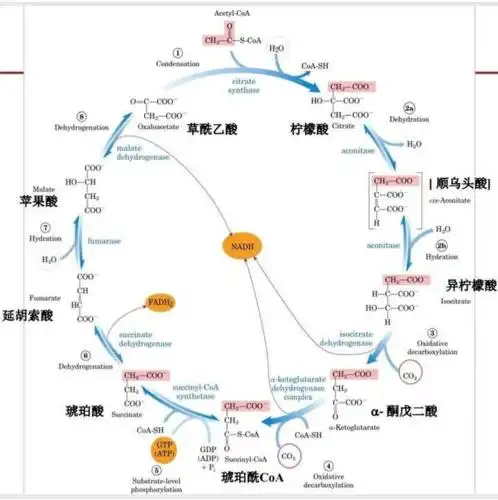 三羧酸循环反应历程