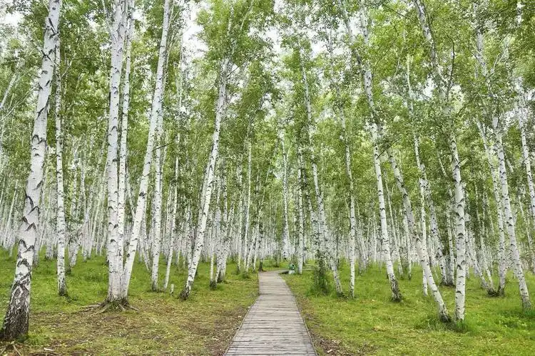 白桦—— 一棵有内涵的树 - 美篇