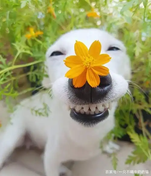 非常治愈的狗狗微笑,不开心的时候记得来看看