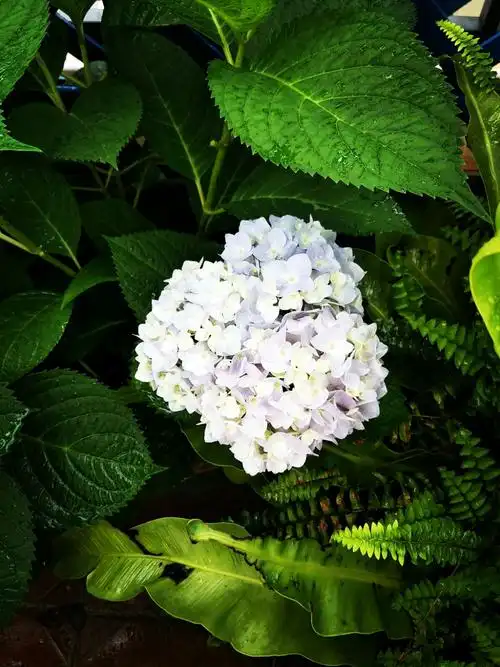 我的花园(绣球系列)