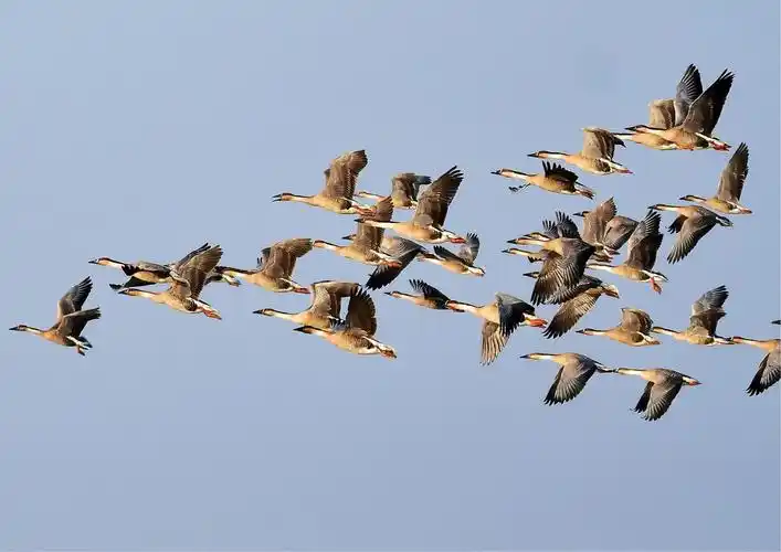 大雁群飞-(五星白鹤保护小区)(六)