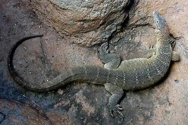 世界十大蜥蜴 十种著名的蜥蜴 我猜你只知道两种