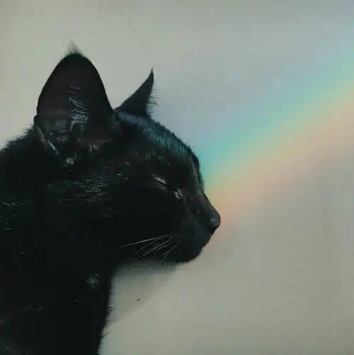 有哪些很有艺术感的头像