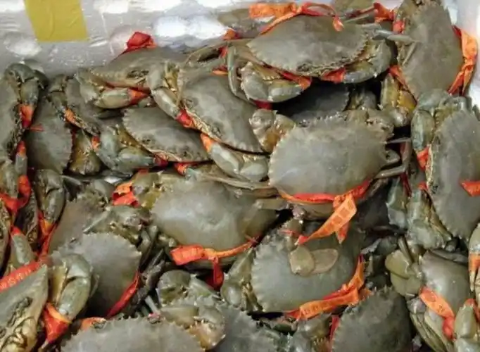 正宗三门青蟹,自家养殖,顺丰包邮.