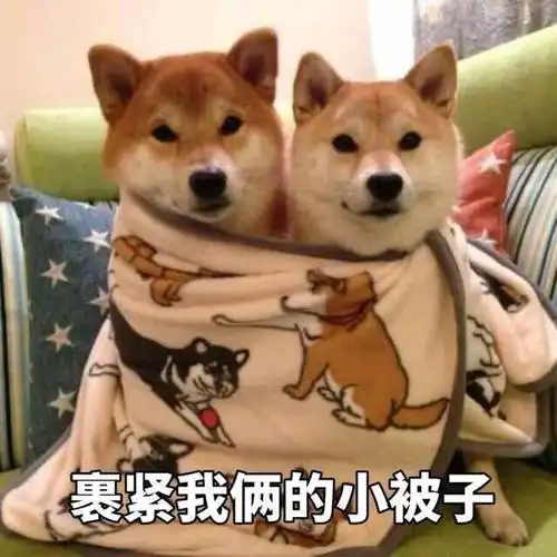 柴犬系列表情包合集(史上最全版)
