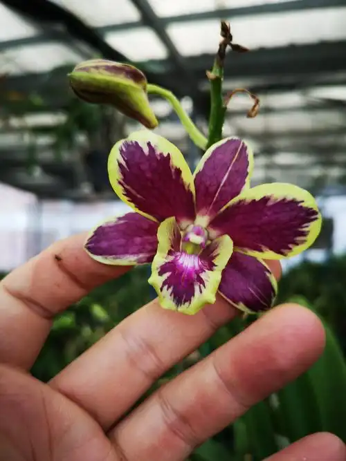 番茄雅韵dthongchingoldxkumiati金龙戏墨墨池泼墨石斛时令草本花卉