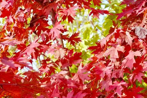绚丽的糖槭(北美枫树)