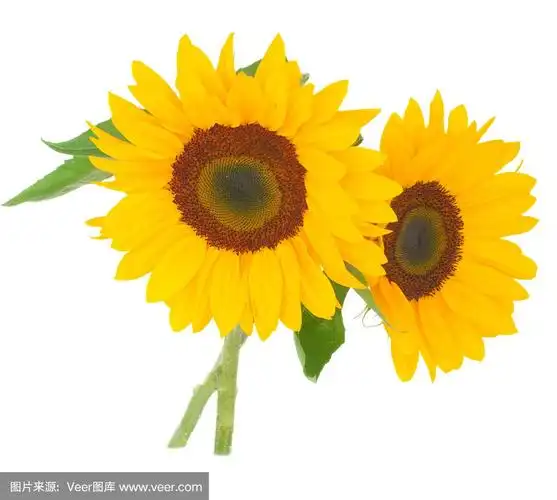 两个明亮的向日葵