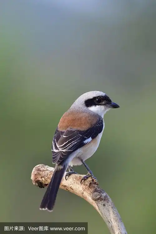 湾背伯劳鸟(lanius vittatus)美丽的棕色背灰头白腹鸟,栖息在木棍上的