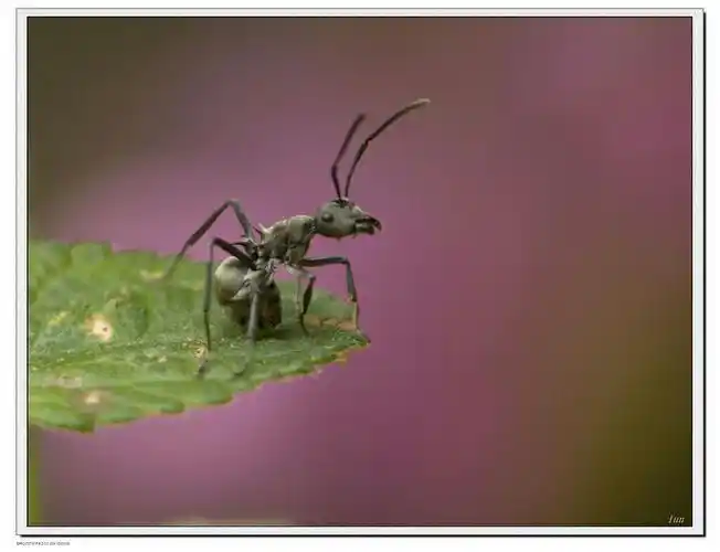 美文 蚂蚁 写美篇蚂蚁家族和和睦睦,母蚁生儿,公蚁持家,它们在原野