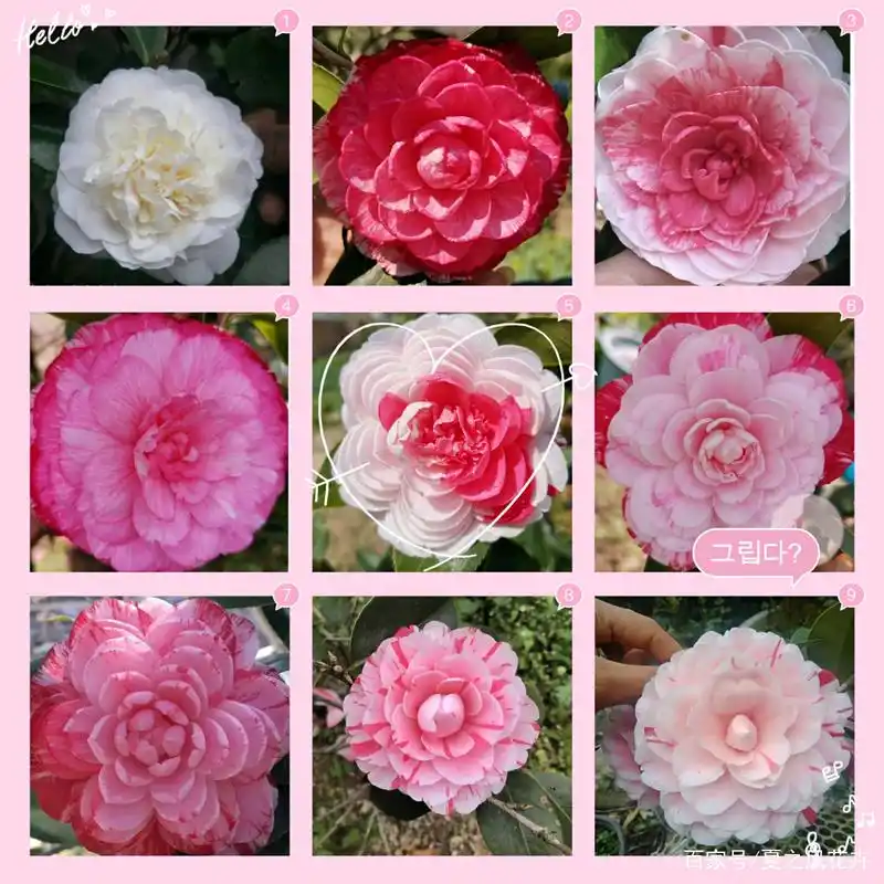 五色赤丹茶花真没有五色,但绝对每年开花都会给你一个全新的感觉