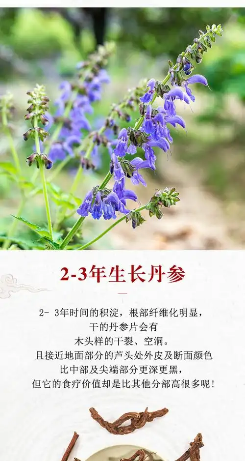 伟博正宗云南双柏紫丹参天然无硫丹参片丹参段泡茶可磨丹参粉云南野生