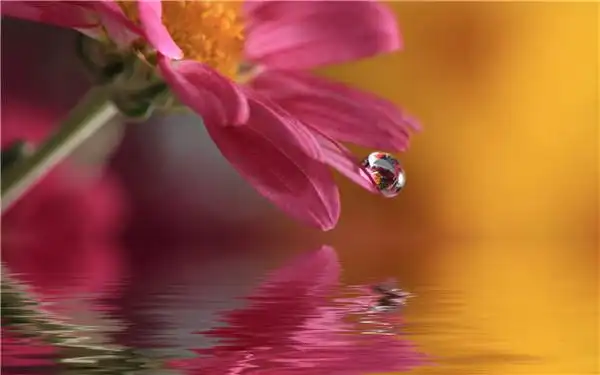 花语怒放的生命花朵唯美摄影图片