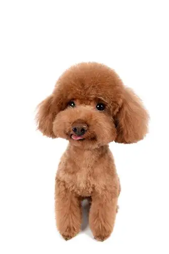 可爱吐舌头卖萌小泰迪产品实物设计元素素材免费下载(图片编号:911919