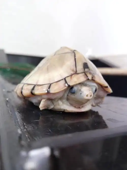 出麝香剃刀龟龟
