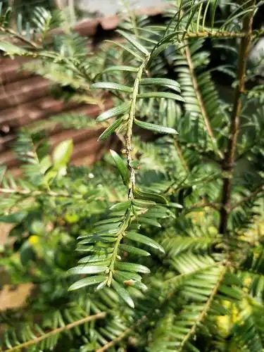 求大神辨别一下红豆杉公母