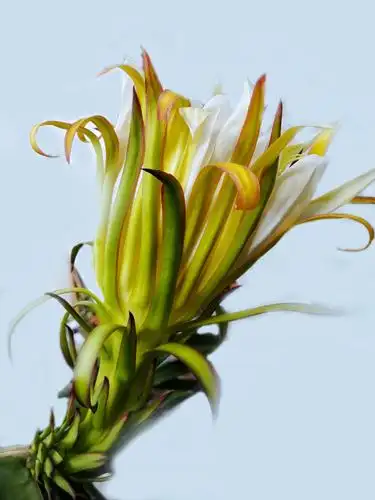 手机摄影.霸王花