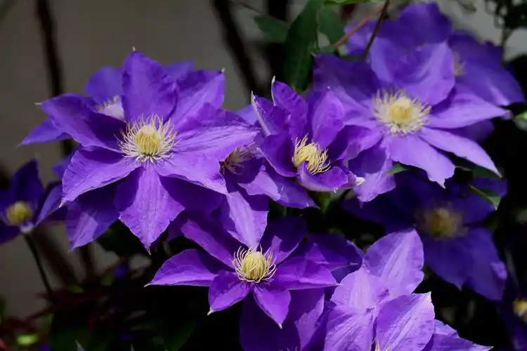 铁线莲什么时候种植