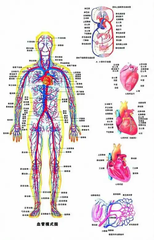 石头的的组成是硅酸盐类的无机物,而人体却是有九大系统组成的有机