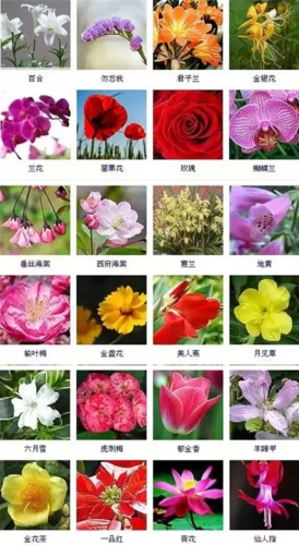 200多种花卉图谱太全了