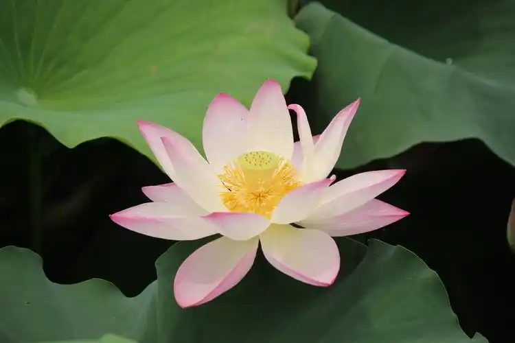 写美篇夏日的荷花,千姿百态,绚丽多彩.