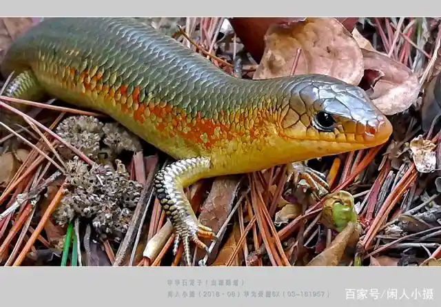 中华石龙子,俗称:四脚蛇