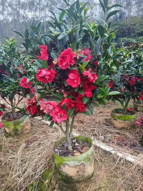 2112基地批发 供应 四季茶花 红山茶 05-2.5米高袋苗盆栽四季开花