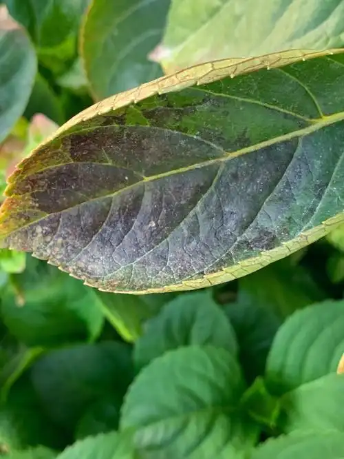 绣球病害  #绣球无尽夏  #绣球花