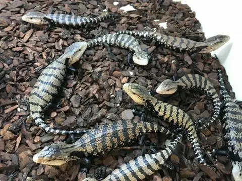 【加c】蓝舌石龙子的正确饲养方式