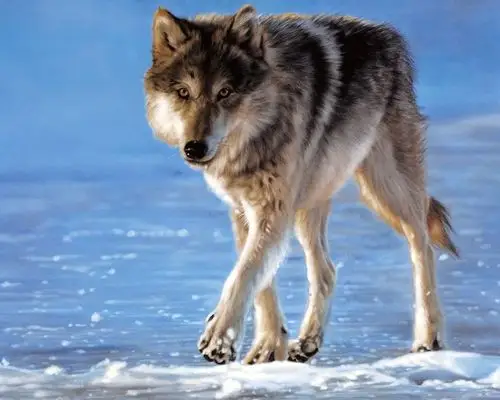 关于写狼的作文600字