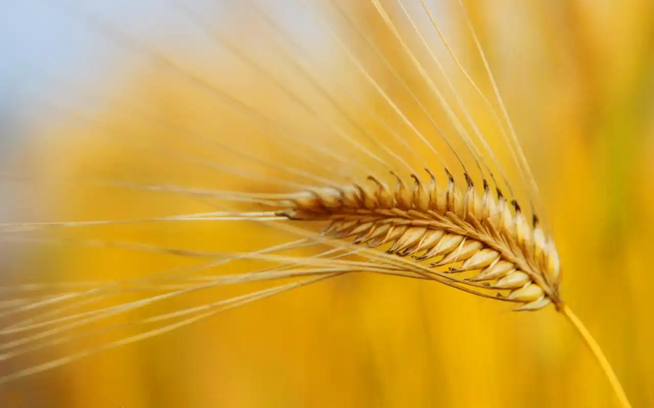 金灿灿的麦穗摄影高清壁纸