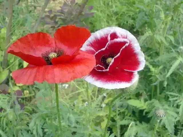 美丽漂亮夫妻花,成双成对!