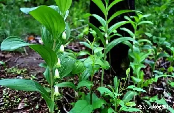 二,玉竹的种植价值玉竹的嫩笋可供食用,口感鲜美,营养丰富.