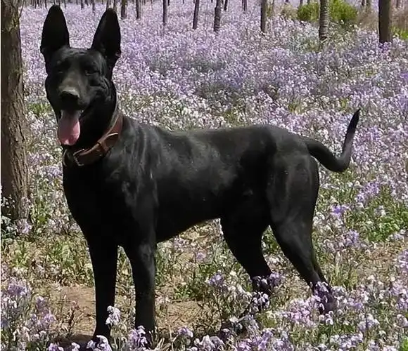 黑白相间的狗是什么品种(为什么越来越多的人养"黑狼犬")