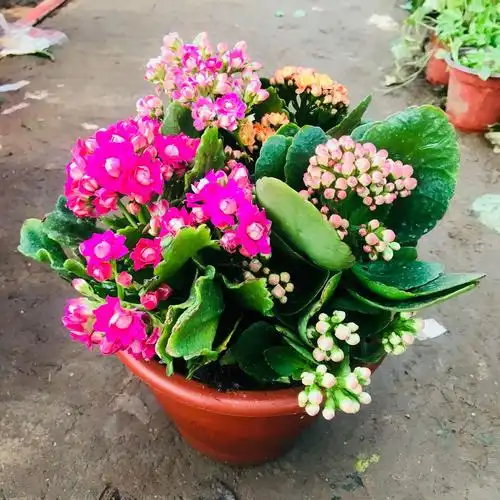 厂家直销长寿花盆栽 带花苞发货室内盆栽绿植销售 四季种植长寿花