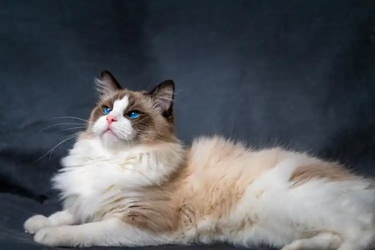 海豹双色布偶猫-jack