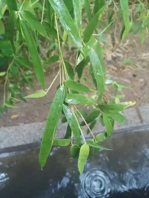 雨中赏竹
