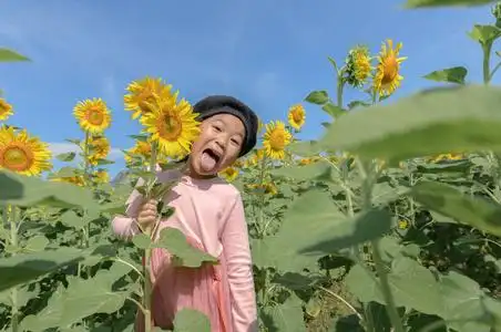 可爱的亚洲女孩在农场里笑着向日葵,快乐的生活理念照片